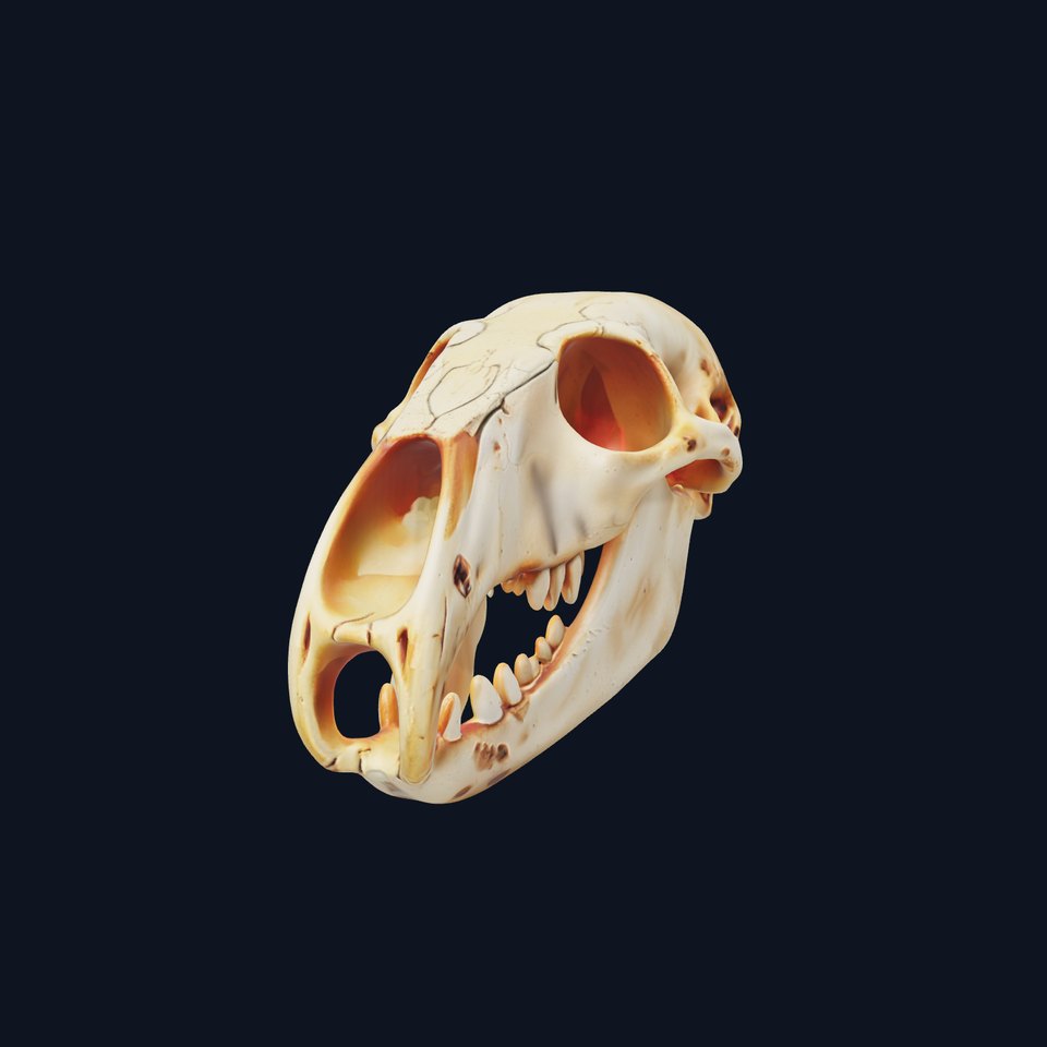 Realistic Animal Skull D Model Pack